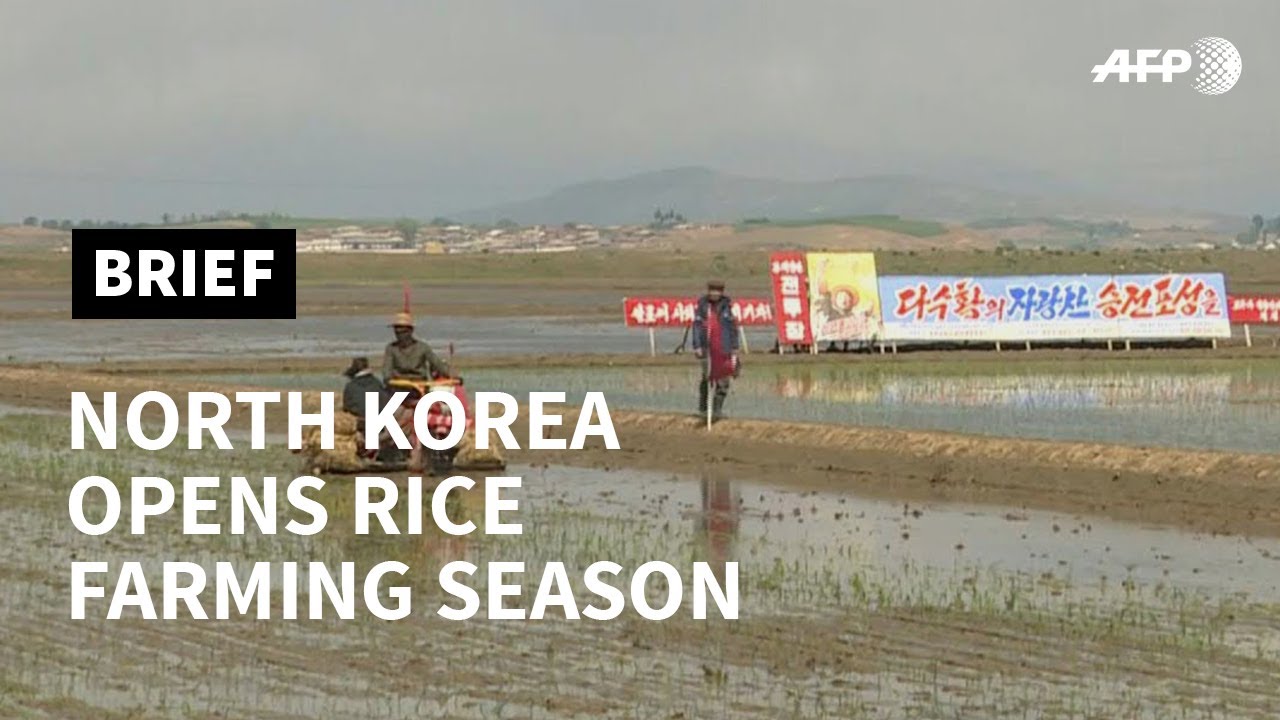 North Korea's rice planting season kicks off AFP YouTube