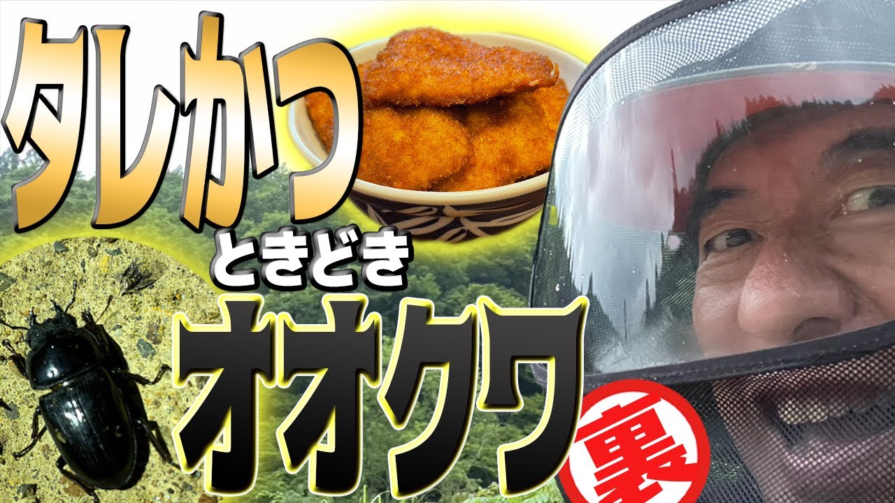 【大勝利の予感】みんなにオオクワを見せたくて必死なジモン。願かけのために新潟名物の「タレかつ」を喰らう。でも美味しすぎるとオオクワが現れないジンクスが…
