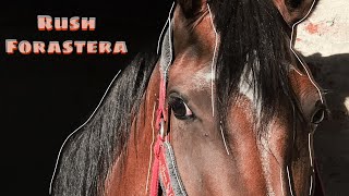 Rush Forastera - Equitación
