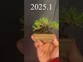 ミニ黒松の3年後 #盆栽 #黒松#bonsai