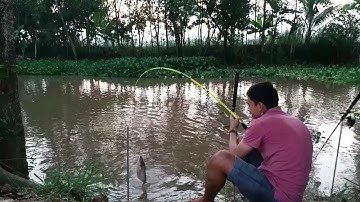 Câu Cá Tra Sông| Điểm cũ, bãi mới lên hàng, Tập 3 - Hậu Cao Lãnh