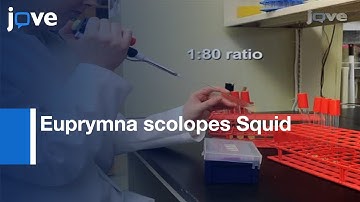 Colonization: Euprymna scolopes Squid By Vibrio fischeri l Protocol Preview