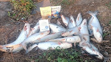 Câu cá tra sông với bài cám R1 #camr1 #camr2 #camr3 #caucatra #catrasong #caucatrasong #câucá