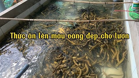 Thức ăn 45 đạm giúp lươn nhanh lớn và tạo màu vàng đẹp