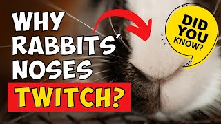 Why Rabbits' Noses Twitch? Do You Know?