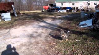 Flip Mino Hd Model M3160 Review Of Outdoor Video Test