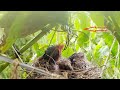 Mother Feeding a Massive SOLO SPIDER to Baby birds | Bulbul Baby Birds in nest