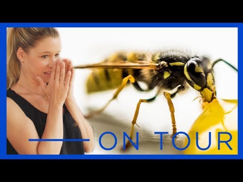 Video: Ein Bisschen Mehr über Wespen