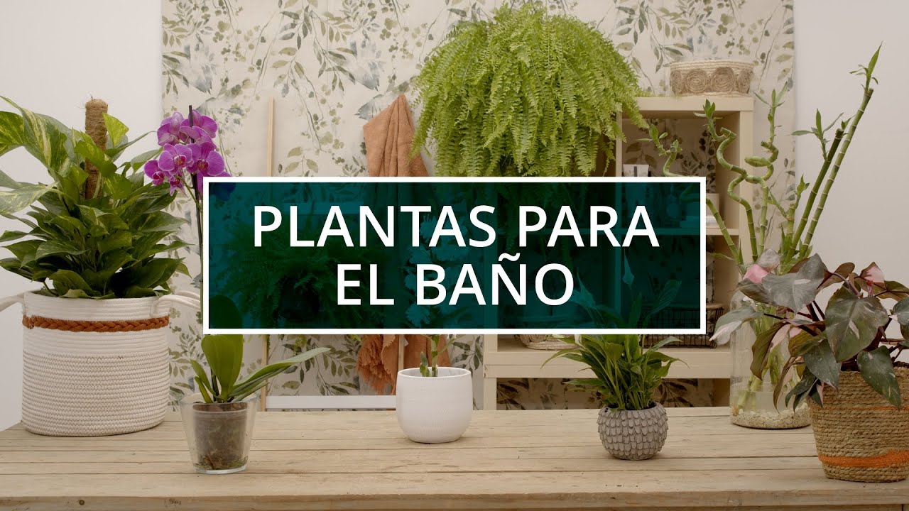 Descubre estos maceteros de ensueño para tus plantas de interior