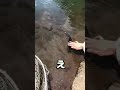 魚が…懐いてる…