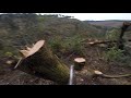Timber falling on the southern coast