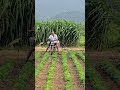 Indian Farmer 👳Farm Work 🔥 Baic me jugad #agriculture #satisfying #shot #farming #farmlife #mungfali