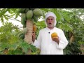 زراعة الباباي How to plant papaya