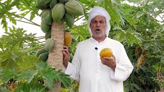 زراعة الباباي How to plant papaya