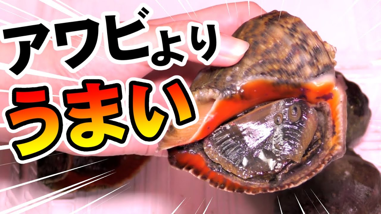 アワビよりうまくて安い貝 市場のお兄さんオススメ Youtube