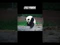 ANIMALES BEBÉS QUE CUÁNDO CRECEN SON ENORMES #shorts