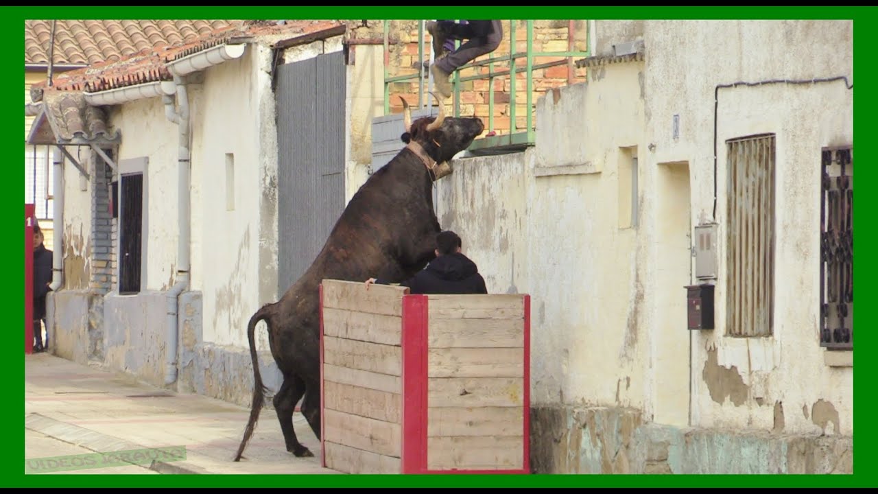 RADA ( NAVARRA ) TARDE VACAS CALLE Y PLAZA ( DOMINGO 14 MAYO 2023 ) GANAD.JAVIER TAIXE