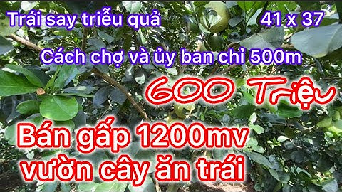 Tập 249: Con cái gây nợ nần, cha già bán gấp mảnh đất vườn cây ăn trái xum xuê chỉ 600 triệu 1200mv