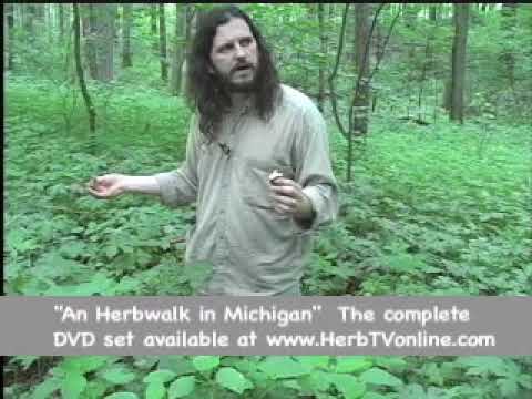 DIY Herbs: Wild Geranium