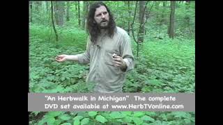 DIY Herbs: Wild Geranium