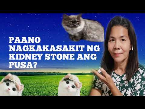 Video: Mga Bato Sa Bato Sa Pusa