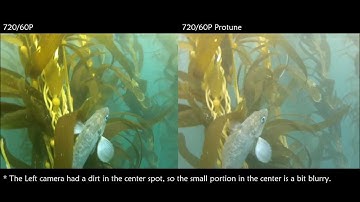 GoPro HD Hero 2 ProTune Underwater Comparison Test