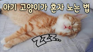 How can a kitten play alone? by 짜바 30,406 views 4 years ago 2 minutes, 8 seconds