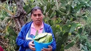 Asi se prepara una deliciosa comida con nopales, cebolla y chile Huachinango