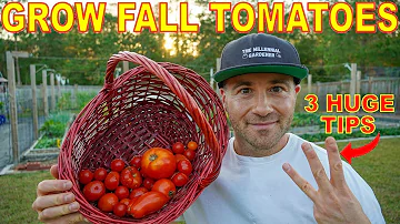 Jak pozdě na podzim rajčata dozrávají?