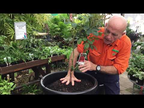 Video: Rose in a pot. How to care?
