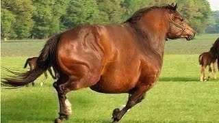 🐴 Funny and Cute Horse Videos 2022 ❄ Merry Christmas with Videos Of The FUNNIEST HORSES On Earth #1 by Baby Animals 3,892 views 1 year ago 10 minutes, 4 seconds