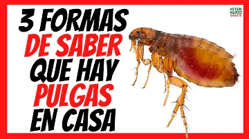 ¿Pueden tener pulgas los gatos si no salen de casa?