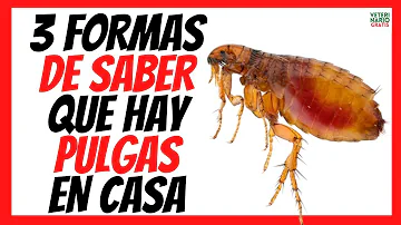 ¿De dónde vienen las pulgas si no hay animales domésticos?