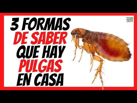 ¿CÓMO SABER SI HAY PULGAS EN MI CASA? 🆘 INCLUSO SIN TENER ANIMALES hqdefault
