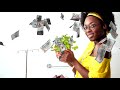 ✔ 5 PLANTAS para atraer 💰 DINERO 💰 al hogar según el FENG SHUI 🔥