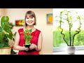 ✔ 5 PLANTAS para atraer 💰 DINERO 💰 al hogar según el FENG SHUI 🔥