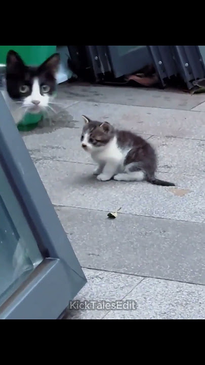MOTHER CATS PROTECTING 💀
