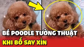 Chú Poodle THÔNG MINH tường thuật lại cảnh bố ĐI NHẬU về SAY XỈN  | Yêu Lu