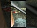 Satisfying Car Cleaning ASMR - Under Your Cars Seats! #shorts