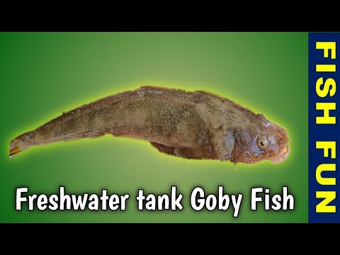 Video: Bubyr fish: goby in vars water