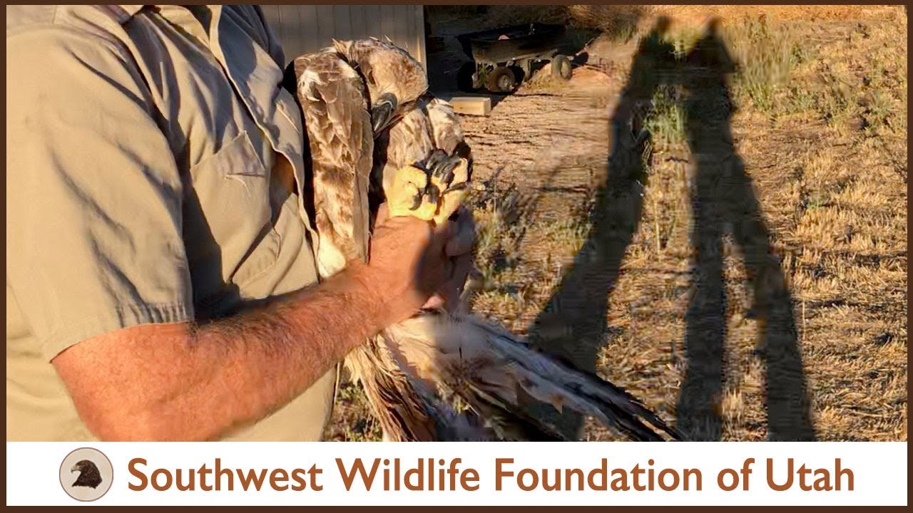 southwest vacations Evicting Eagles for Chamber Maintenance