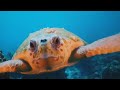 4K (60 КАДРІВ В СЕКУНДУ) ПРИГОЛОМШЛИВІ ПІДВОДНІ ЧУДЕСА ЧЕРВОНОГО МОРЯ + РОЗСЛАБЛЯЮЧА МУЗИКА