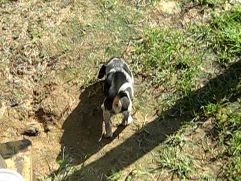 bluetick pup training (scent trailing) part 2