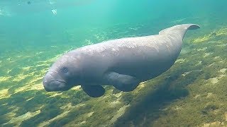 Unexpected Manatee while Herping a River