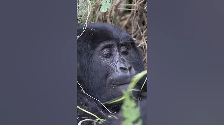 Gorilla Trekking Adventure in Bwindi Impenetrable Forest Uganda #Hiking #Gorillas thumbnail