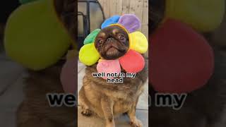 Send this to your best friend! they will love it  #funny #shorts #dogs # Subscribe! ❤