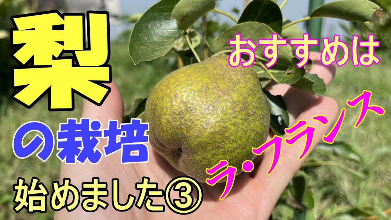 洋梨 の 育て 方