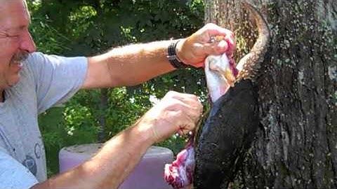 How to clean a Snapping Turtle Pt. 2