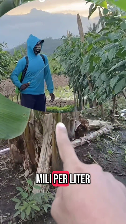 petani harus paham mix obat #hamapadi #cabe #petani