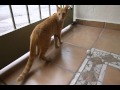 nippur jugando con pelota de bingo